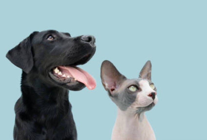 Colección Amigos Peludos